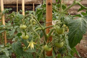 Tomato plants for Lotus Children's Centre